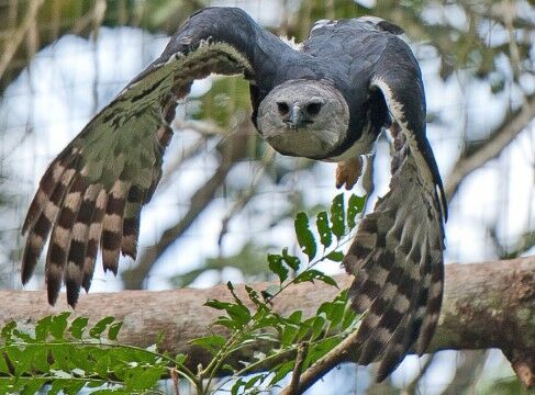 Elang Harpy 3 34738