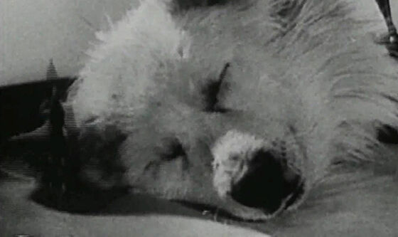 5 Eksperimen Sains Ini Menciptakan Zombie Sungguhan Bikin