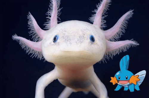 Pokemon Di Dunia Nyata 6