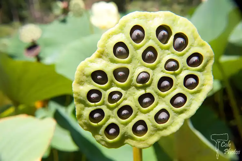 7 Lotus Seed
