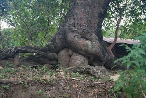 Foto Tercengang 4