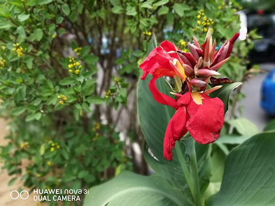 komparasi-huawei-nova-3i-vs-iphone-x-bokeh-01