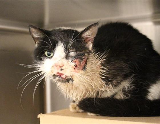 Heboh, Ada Kucing Zombie di Florida, AS! | JalanTikus