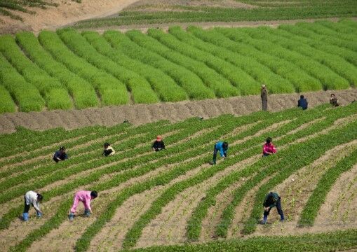 Kebiasaan Orang Korea Utara A9b05