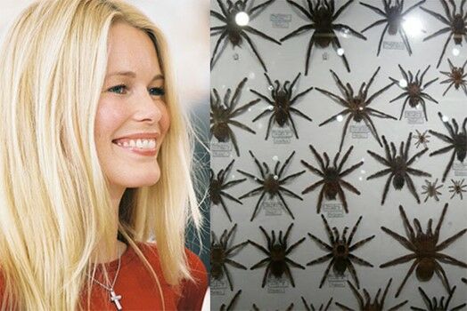 Hobi Claudia Schiffer Custom Bf433