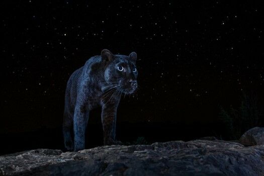 Foto Macan Tutul Hitam Cc4b4