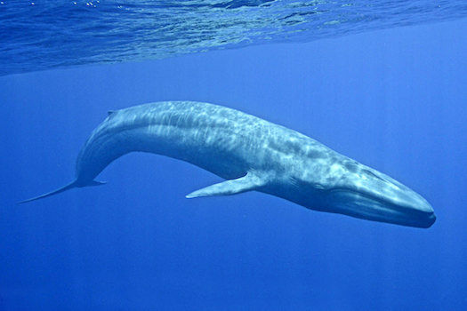 Paus Biru Vs Hiu Megalodon 91193