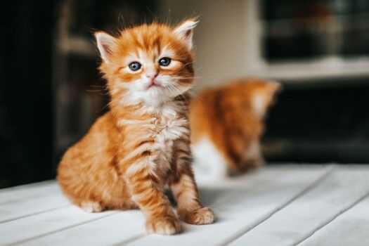 Nama Kucing Kembar 57f6d