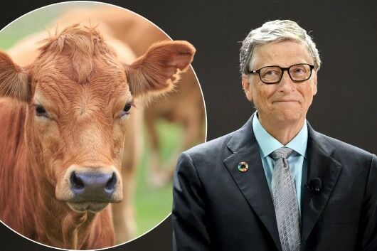 Bill Gates Ingin Mengharamkan Daging Sapi C175d