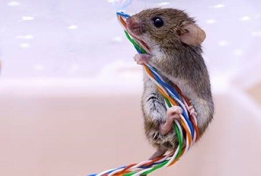 Ada Tikus Makan Kabel 324ca