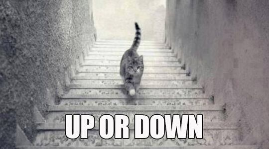 Up Or Down Cat