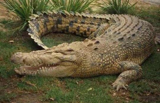 Dinosaurus Di Indonesia 16076
