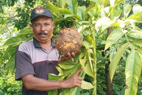 Petani Porang Kaya Raya 2cb2b
