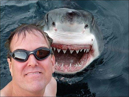 Sharks