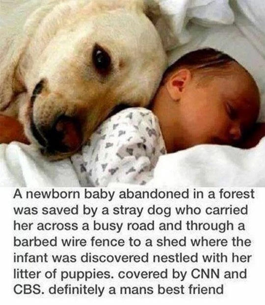 Dog Saves Baby