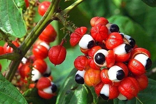 Guarana F0a7e