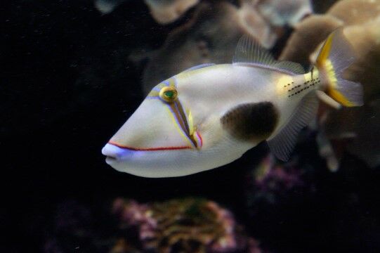 Ikan Blackpatch 30f7b