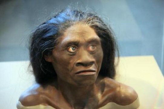Homo Floresiensis C5143