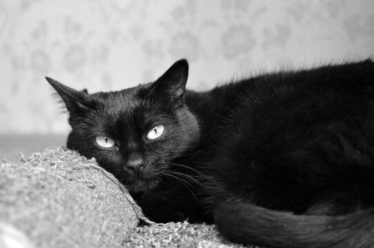 Blackie C00e3