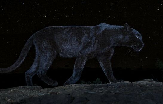 Black Panther Afrika 8ea36