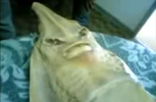 Ikan Berwajah Manusia 93b4e