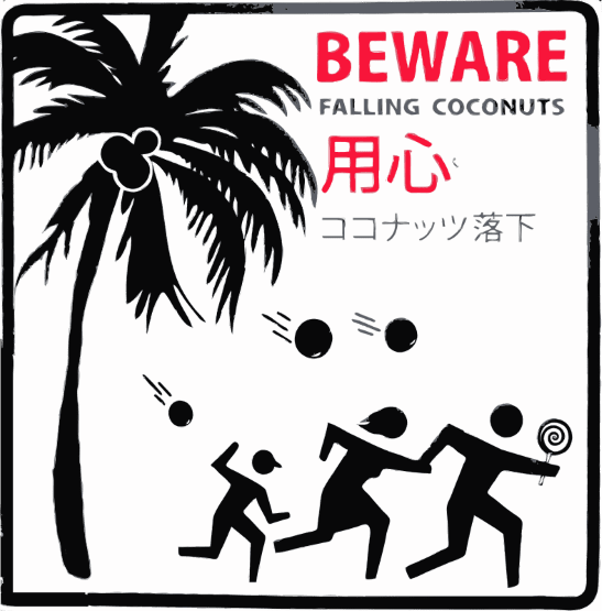 Fwd Beware Of Falling Coconuts Honolulu Hawaii Custom E4a8a