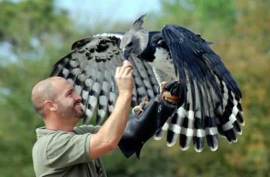 Elang Harpy 1 2b8d8