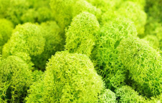 Sion Mobil Bertenaga Matahari Menggunakan Bresono System