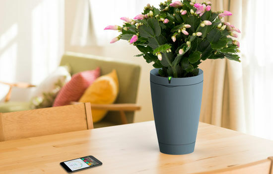 Parrot Pot