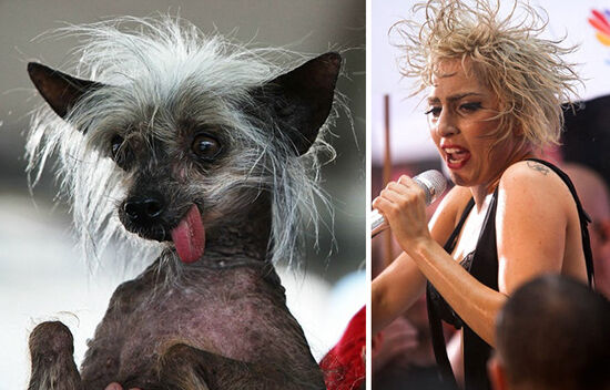 Foto Hewan Mirip Bintang Hollywood 21