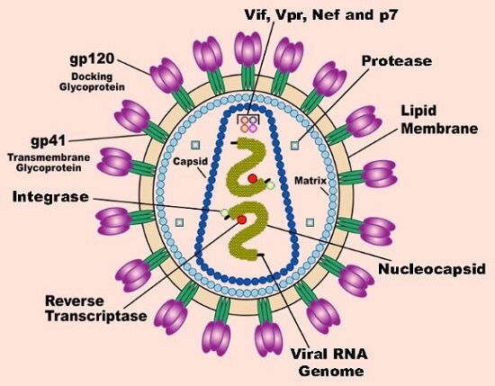 Virus Hiv Aids
