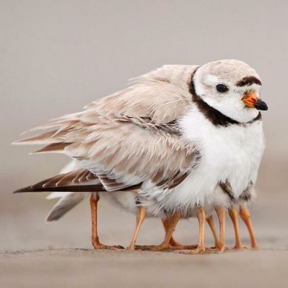 Burung berkaki seribu