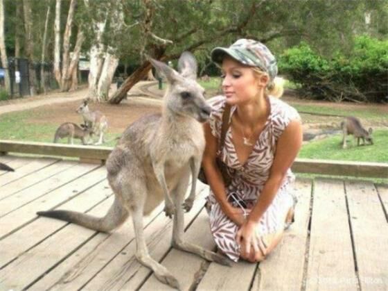 Paris Hilton sedang foto bersama Kangguru, tampaknya lagu musim kawin