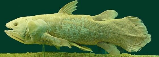 Ikan Coelacanth 2838c