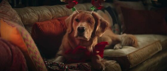 Lucky The Pizza Dog C55da