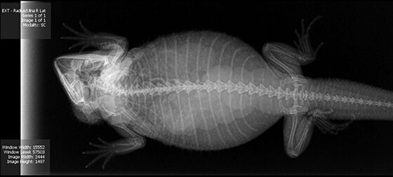 Gambar X Ray Binatang 15