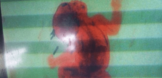 252872804d3f33ce374cd87fcc57dedf