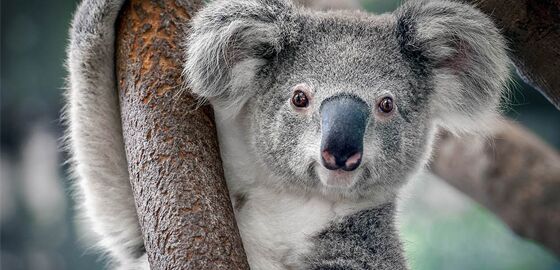 Koala C615b