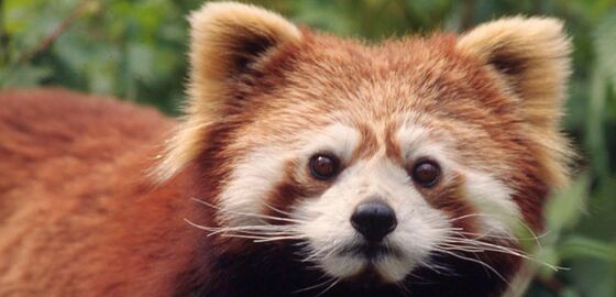 Panda Merah Ea311