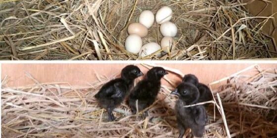 Anak Ayam Cemani Dan Telurnya Berwarna Putih Merdeka Com 6018d