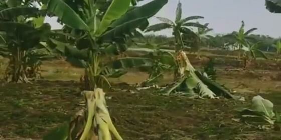 Siswa Smp Rusak Pohon Pisang Warga F9d0e