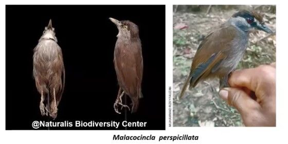 Burung Pelanduk Kalimantan Ditemukan D1572