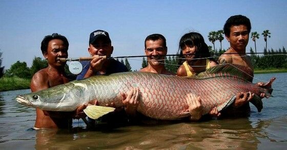 Ikan Arapaima 730b2