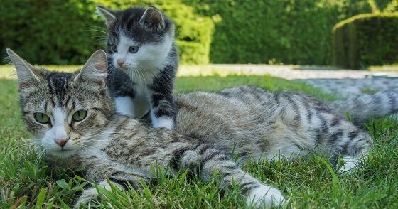 Usia Kucing 1 Ea79e