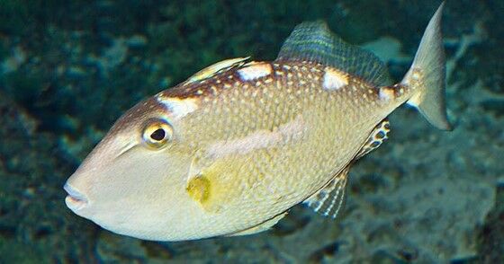 Ikan Ayam Ayam 82204