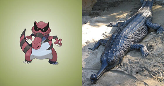 Krookodile