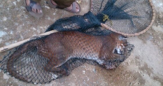 Kucing Emas Asia Terperangkap 498e8