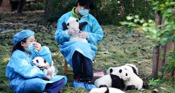 Pengasuh Panda 5d553