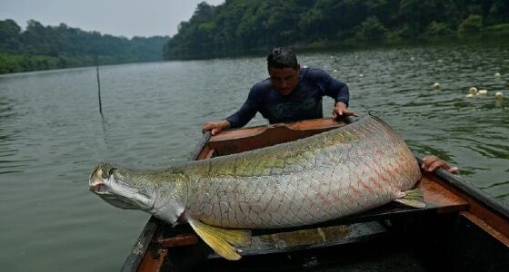Nelayan Dan Arapaima Dacd0