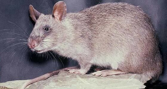 Tikus Berkantung Raksasa Afrika D35ea